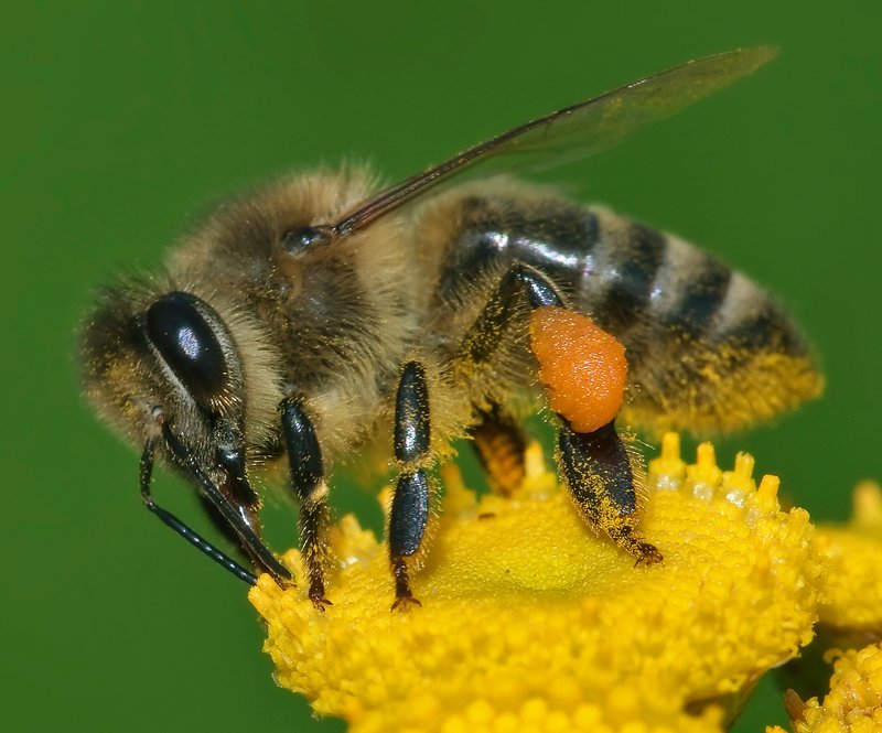 Honey bee — fuzzy, round, gentle