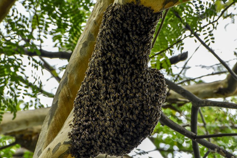 Honey bee swarm cluster on branch
